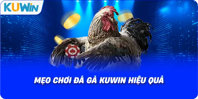 mẹo chơi đá gà kuwin hiệu quả